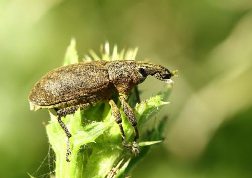 Réf. 222 212 : Cleonis pigra